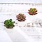 Set of 3 3" tall Mini Faux Succulent Plants with Off White Ceramic Pots Wedding
